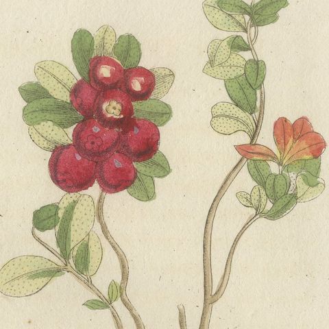 Bilberry, Lingonberry and Cranberry, Antique Bertuch Print, circa 1805, close-up 4
