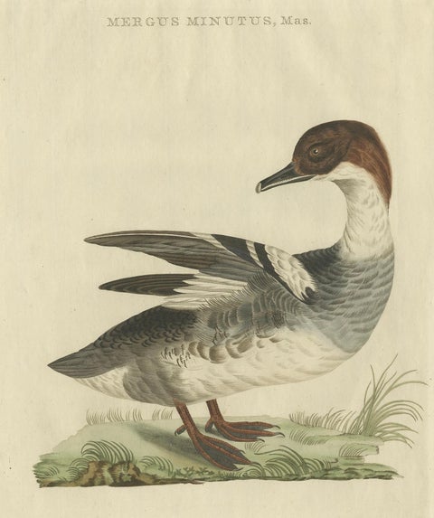 Male Common Merganser Antique Bird Print by Sepp & Nozeman, circa 1809, close-up 5