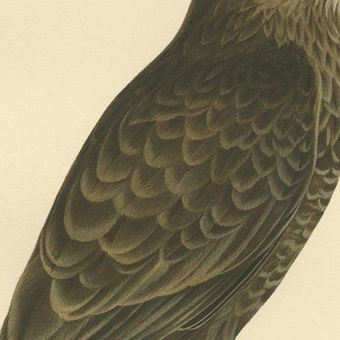 Antique Bird Print of the Common Buzzard by Von Wright, '1929', close-up 2
