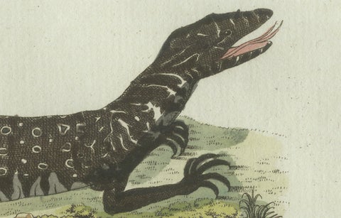Original Antique Print of Exotic Lizards and Flying Dragon by Bertuch, c. 1800, close-up 3