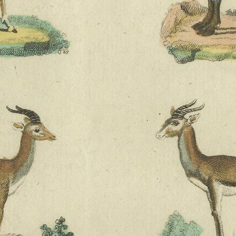 Original Hand-Colored Antique Print of various Antelope Species, circa 1820, close-up 6