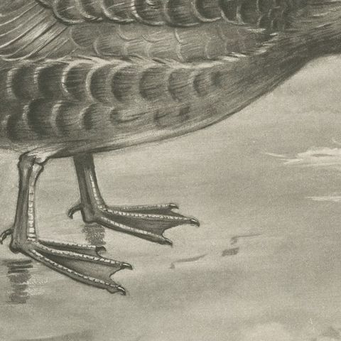 Grey Goose Walking, Antique Bird Print after Lilian Medland, circa 1909, close-up 3