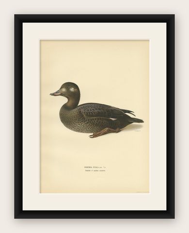 Antique Bird Print of a Young Velvet Scoter by Von Wright '1929', shown framed