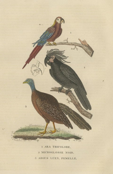 Bird Print of the Ara Tricolore, the Black Sunbird and a female Argus Pheasant, close-up 1