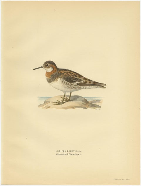 Original Antique Bird Print of the Northern Phalarope, 1929, view 3