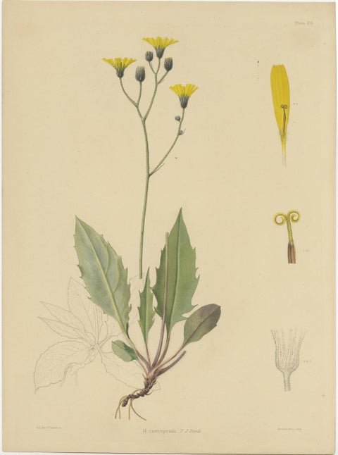 Set of 3 Antique Botany Prints H. Marshalli and Other Flowering Plants, view 5