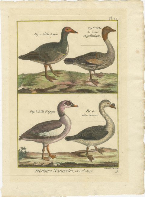 Hand-Colored Engraving of Goose Species from Histoire Naturelle, 1790, view 2