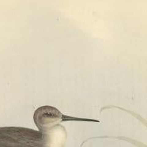 Antique Bird Print of the Dunlin Bird by Gould, 1832, close-up 1