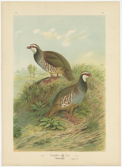 Red-Legged Partridge Pair, Antique Bird Chromolithograph, Caccabis Rufa c.1880, view 3