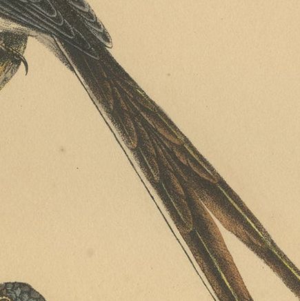 Pl. 63 Antique Bird Print of a Flycatcher and Antpitta by Lejeune 'c.1830', close-up 1