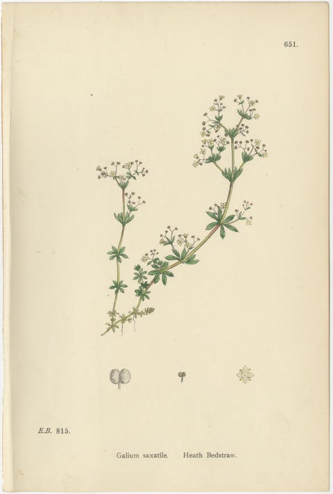 Antique Botanical Prints, Decorative Set of 10 Bedstraw Plant Engravings, 1902, view 10