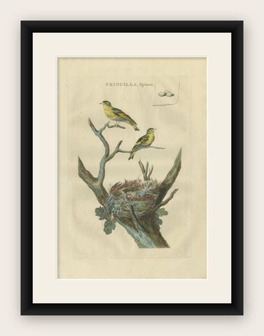 Antique Bird Print of the Eurasian Siskin by Sepp & Nozeman, 1789, shown framed