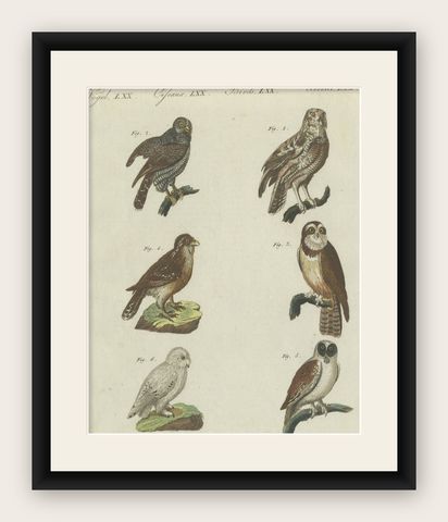 Antique Print of various Owls including the Little Owl, shown framed