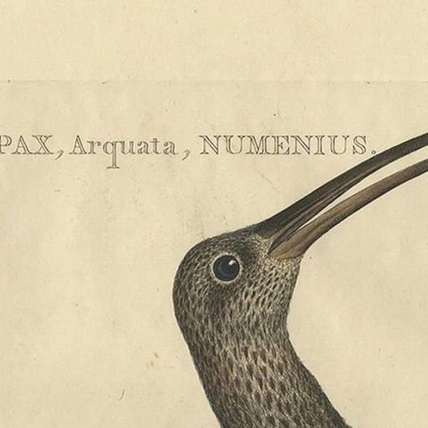 Antique Bird Print of the Eurasian Curlew by Sepp & Nozeman, 1789, close-up 1