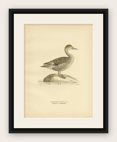 Antique Bird Print of the Northern Pintail 'in summer' by Von Wright '1929', shown framed