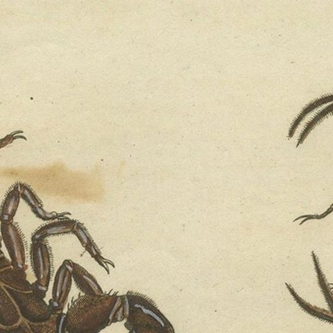 Goliath Bird-Eating Spider and Scorpions: Hand-Colored Engraving, 1792, close-up 4