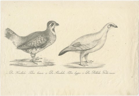 Antique Print of a Hazel Grouse and Lagopus Grouse, circa 1860, view 2