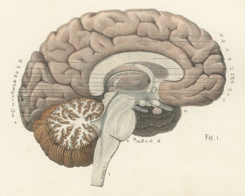 The Brain in Lateral and Median View, Antique Hirschfeld Anatomy Print, 1866, view 4