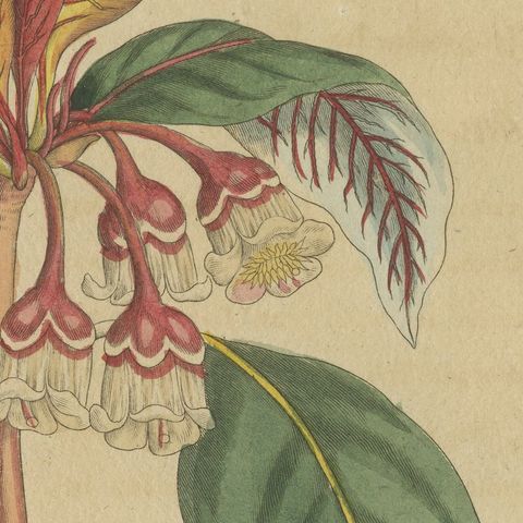 Flowering Shrub with Red Blossom, Antique Bertuch Print, circa 1815, close-up 4