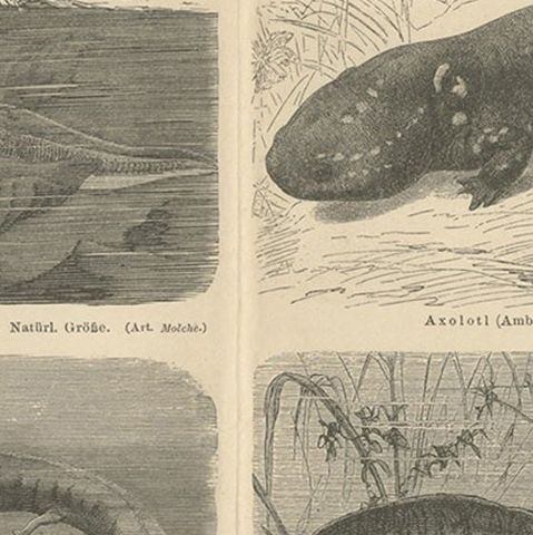 Original Antique Lithograph of Various Tailed Amphibians, circa 1890, close-up 2