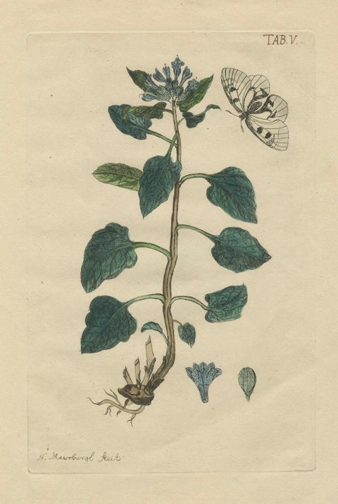 Wings and Wonders of the Garden, Rare Botanical and Butterfly Plates from 1775, close-up 6