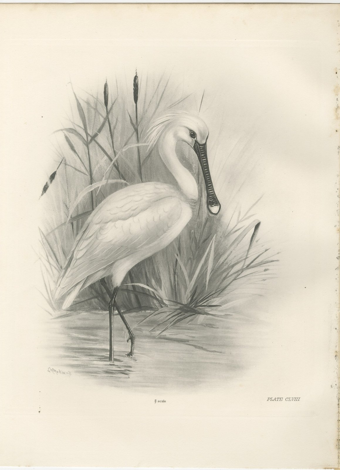 Spoonbill, Antique Bird Print after Lilian Medland, circa 1909