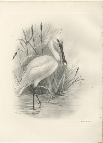 Spoonbill, Antique Bird Print after Lilian Medland, circa 1909