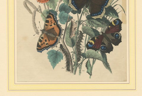Lithograph of European Butterflies, Admirals, Tortoiseshells and Peacocks, 1863, close-up 3