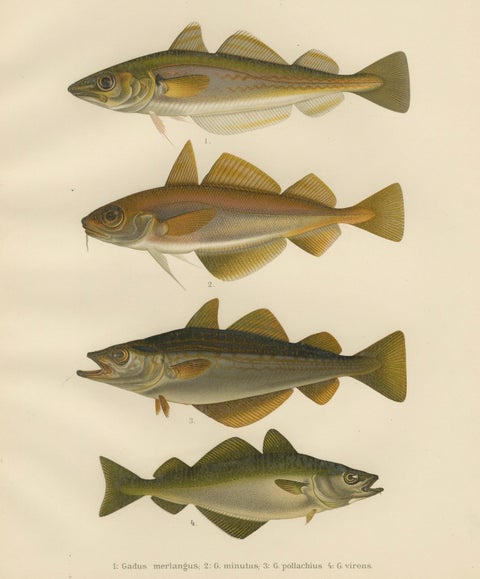 Whiting, Poor Cod, Pollack and Saithe - Captivating Fish Litho, 1895, close-up 5