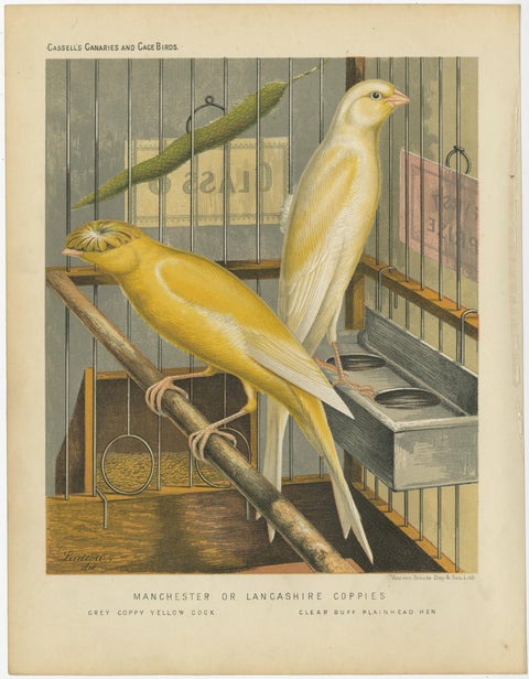Antique Bird Print of the Manchester or Lancashire Coppies, Grey and Clear, view 3