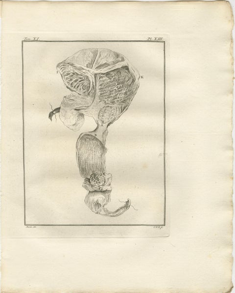 Complete Set of 10 Camel Anatomy Engravings, Buffon Scientific Plates 1769, view 8