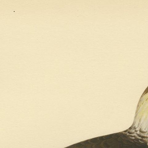 Antique Bird Print of the Pomarine jaeger by Von Wright, 1929, close-up 1