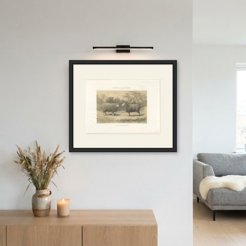 Dishley Ram and Ewe of Haut-Tingry, Antique French Sheep Print, 1873, shown framed on a wall