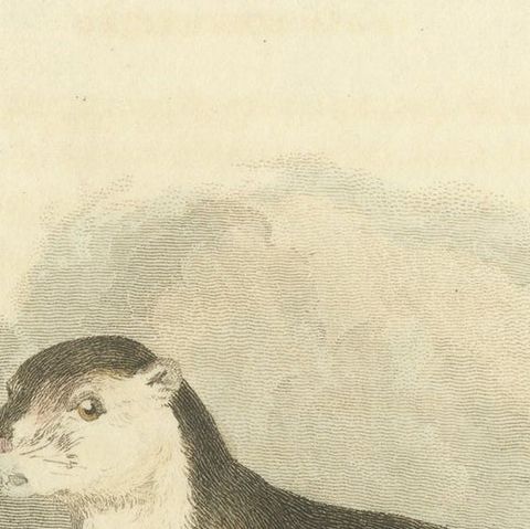 Antique Print with Hand Coloring of a Black Giant Squirrel or Javan Squirrel, close-up 4