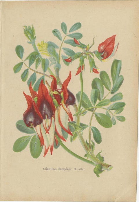 Vibrant Botanical Lithographs: Flamingo Flower and Sturt's Desert Pea, c.1855, view 3
