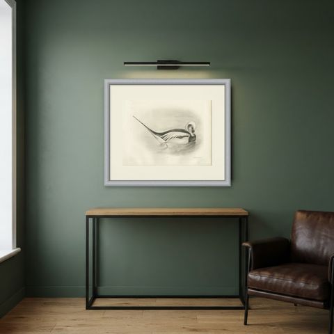 Long-Tailed Duck, Antique Bird Print after Lilian Medland, circa 1909, shown framed in a room
