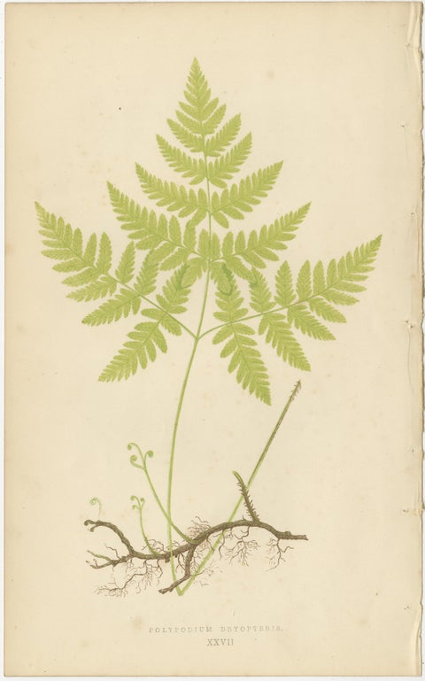 Antique Victorian Fern Botanical Prints Set, Polypodium Studies Wall Art 1856, view 2