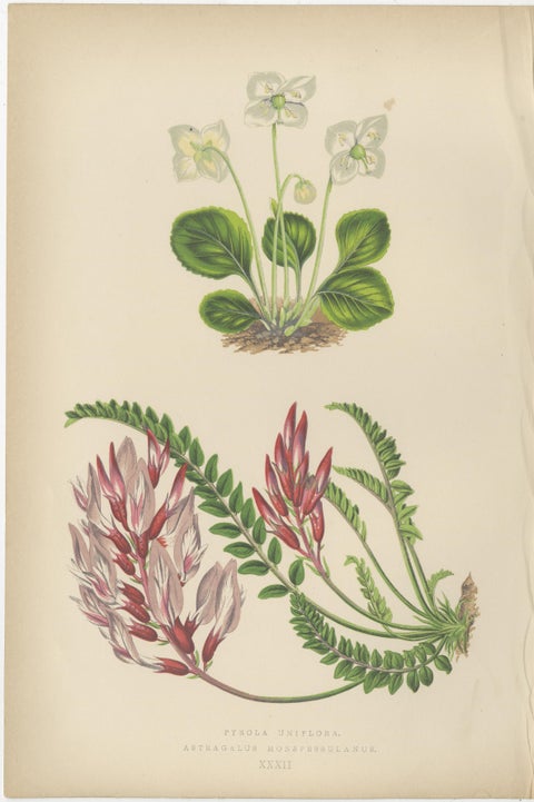 Alpine Botanical Lithograph Pair of Wintergreen and Primrose, 1874, view 2