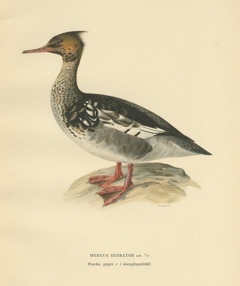Antique Bird Print of a Young Red-Breasted Merganser by Von Wright '1929', view 2