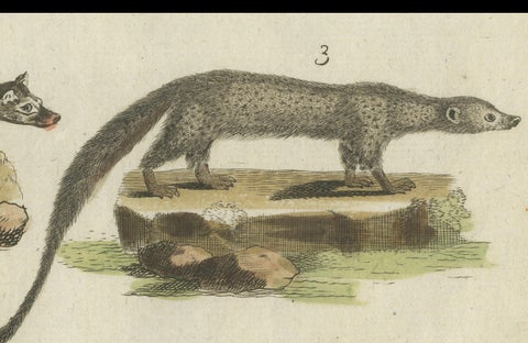 Old Hand-Colored Antique Print of a Civet and Skunks, Published in circa 1820, close-up 3