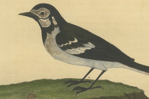 Antique Hand-Colored Engraving of the Water Wagtail by Eleazar Albin, circa 1730, close-up 4