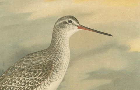 Redshank and Greenshank in Winter Plumage, Antique Bird Lithograph c.1895, close-up 2