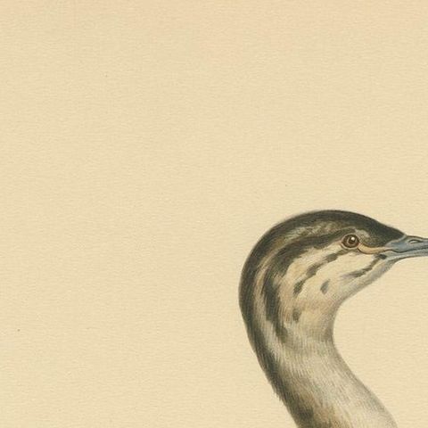 Antique Bird Print of a Young Horned Grebe by Von Wright '1929', close-up 1