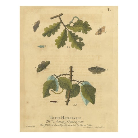 English Moths and Caterpillars on Oak & Bramble, Antique Insect Engraving, 1720