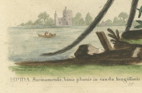 The Surinamese Kingfisher Bird with the Swallow Tail - Engraved in 1749, close-up 2