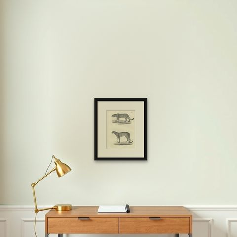 19th-Century Lithograph of the Puma and Cheetah in Graceful Stances, shown framed on a wall