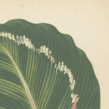 Variegated Elegance: A Collection of 19th Century Botanical Prints, close-up 1