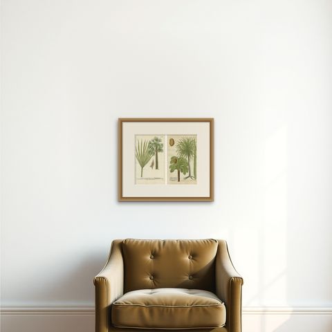 Set of 2 Botany Prints of the European Fan Palm and Copernicia Prunifera, c.1740, shown framed on a wall