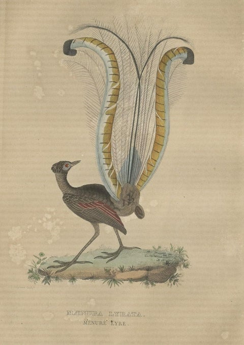 Original Hand-Colored Bird Print of the Superb Lyrebird of Australia (male), close-up 1