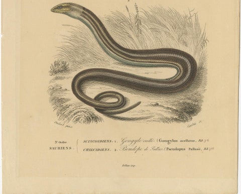 Lizard Print of Ocellated Skink and European Glass Lizard, c.1850, Orbigny, close-up 1